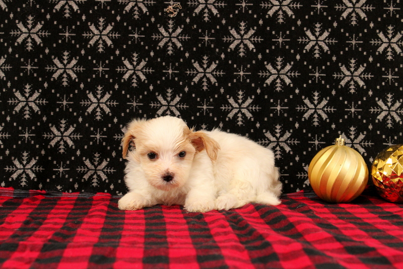 puppy, for, sale, Maltipoo, Matthew B. Stoltzfus, dog, breeder, Gap, PA, dog-breeder, puppy-for-sale, forsale, nearby, find, puppyfind, locator, puppylocator, aca